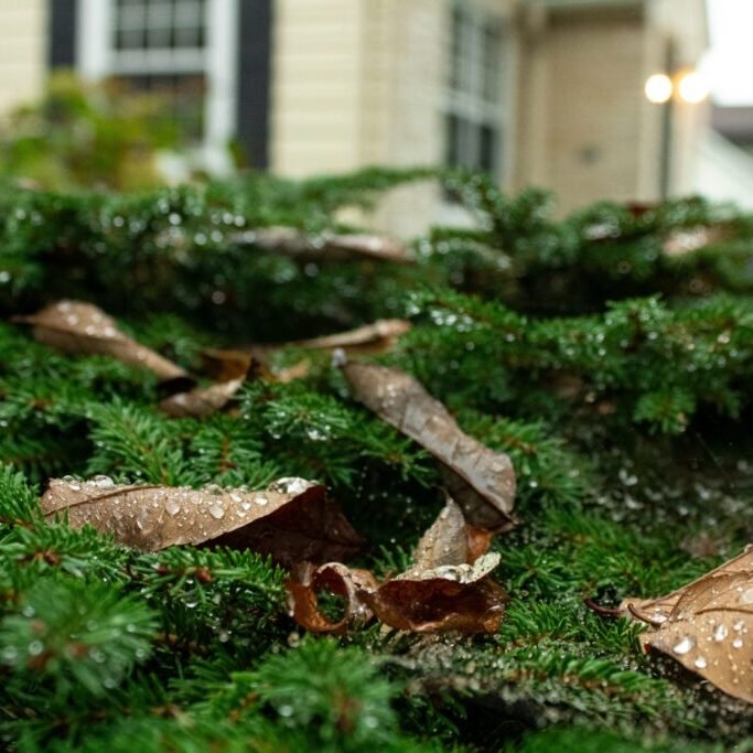 Raindrops on fallen autumn leaves and evergreen ground cover outside a home.