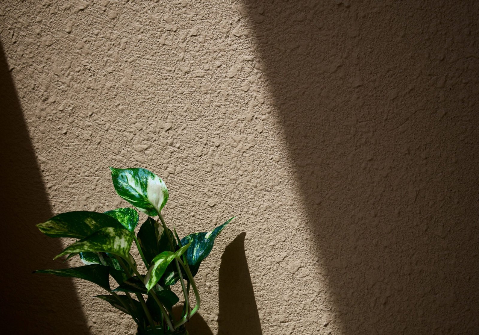 Textured neutral-colored interior wall illuminated by natural light beside a green houseplant